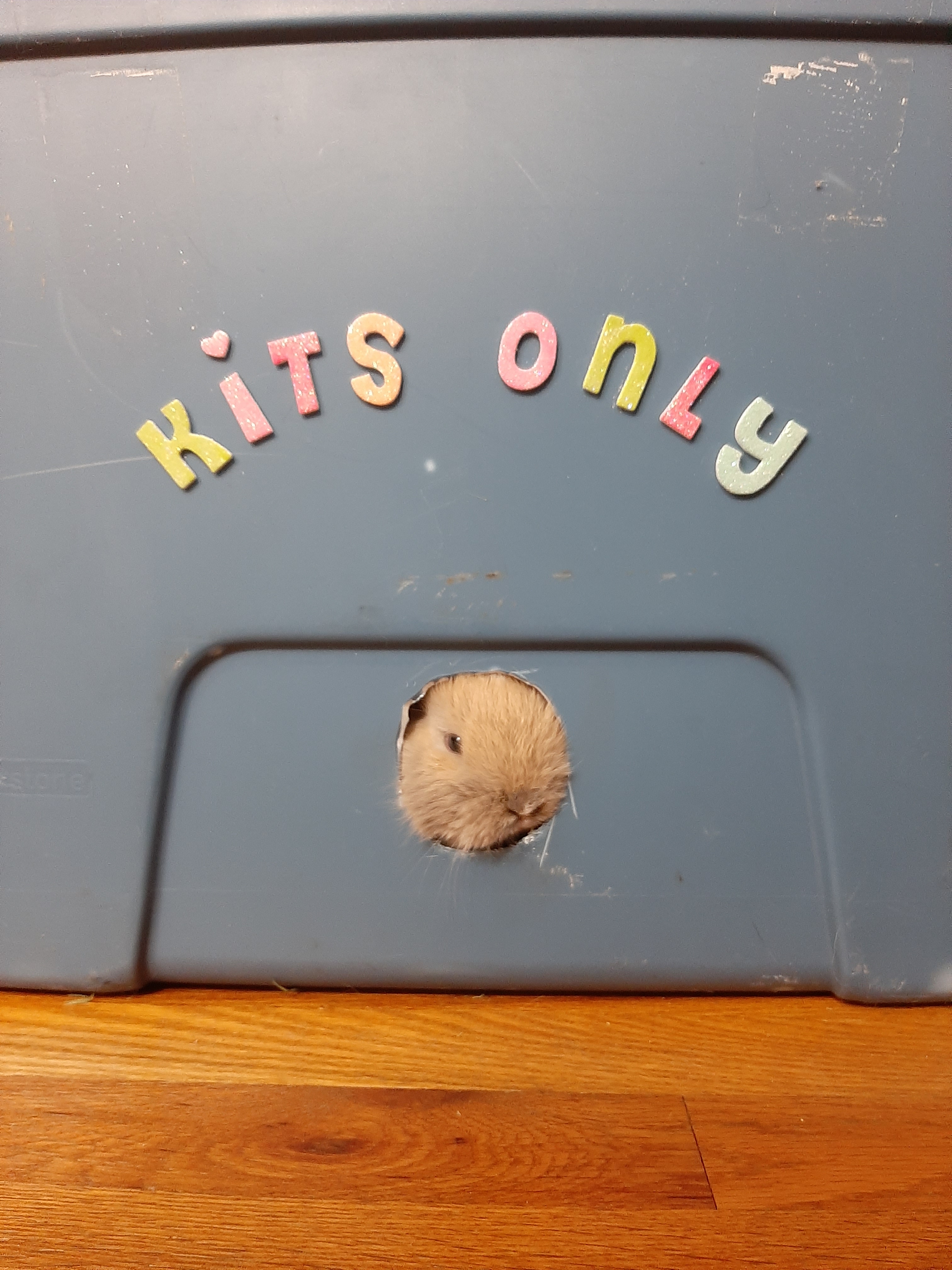 Cuddlebuns First Days! – Cuddly Buns