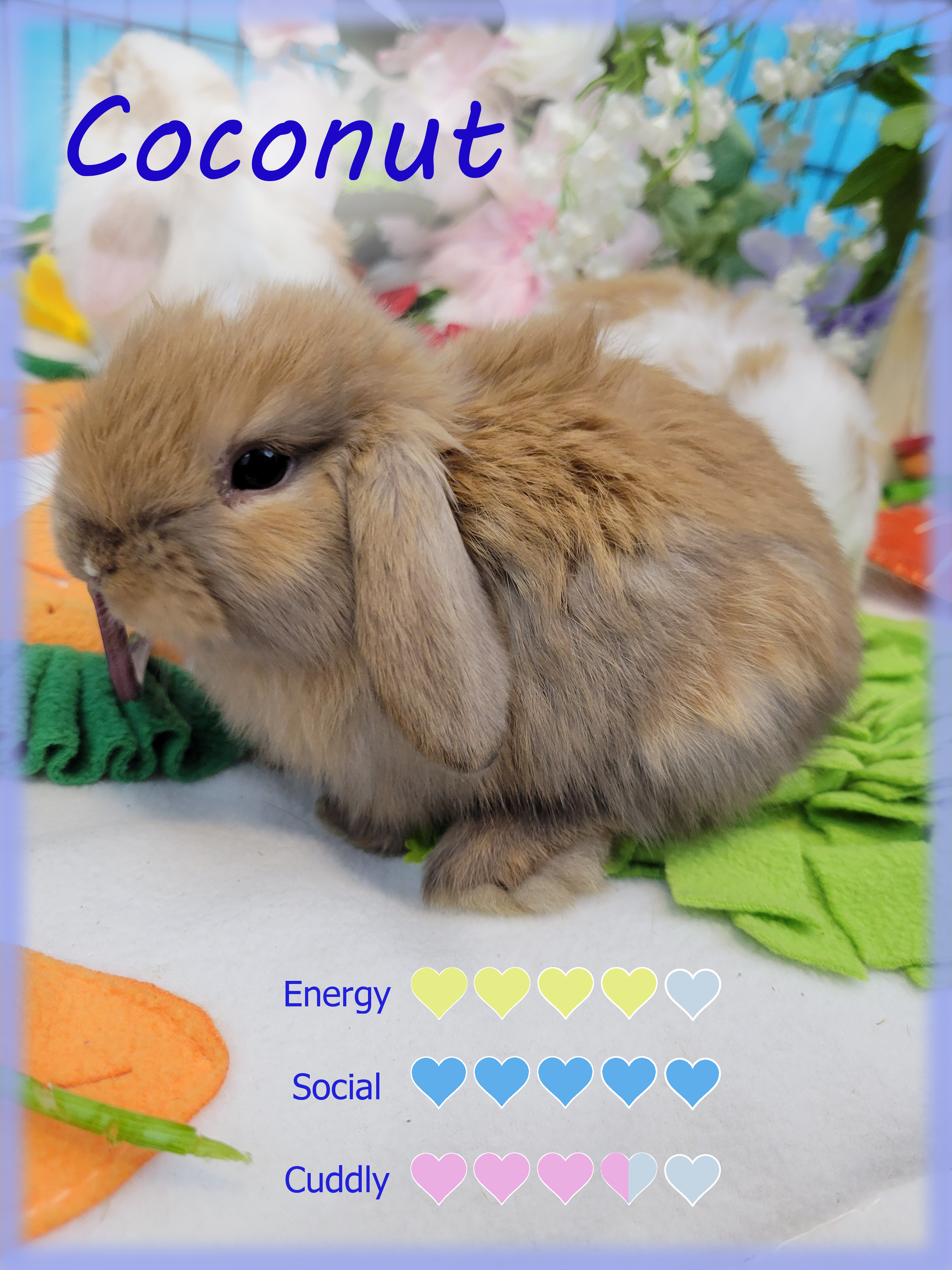 Coconut Shell Rabbit Coconut – Cuddly Buns