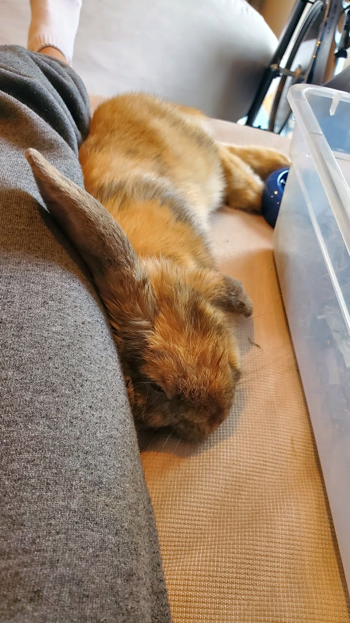 Cuddlebuns Testimonials – Cuddly Buns