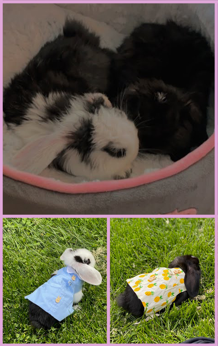 Cuddlebuns Testimonials – Cuddly Buns