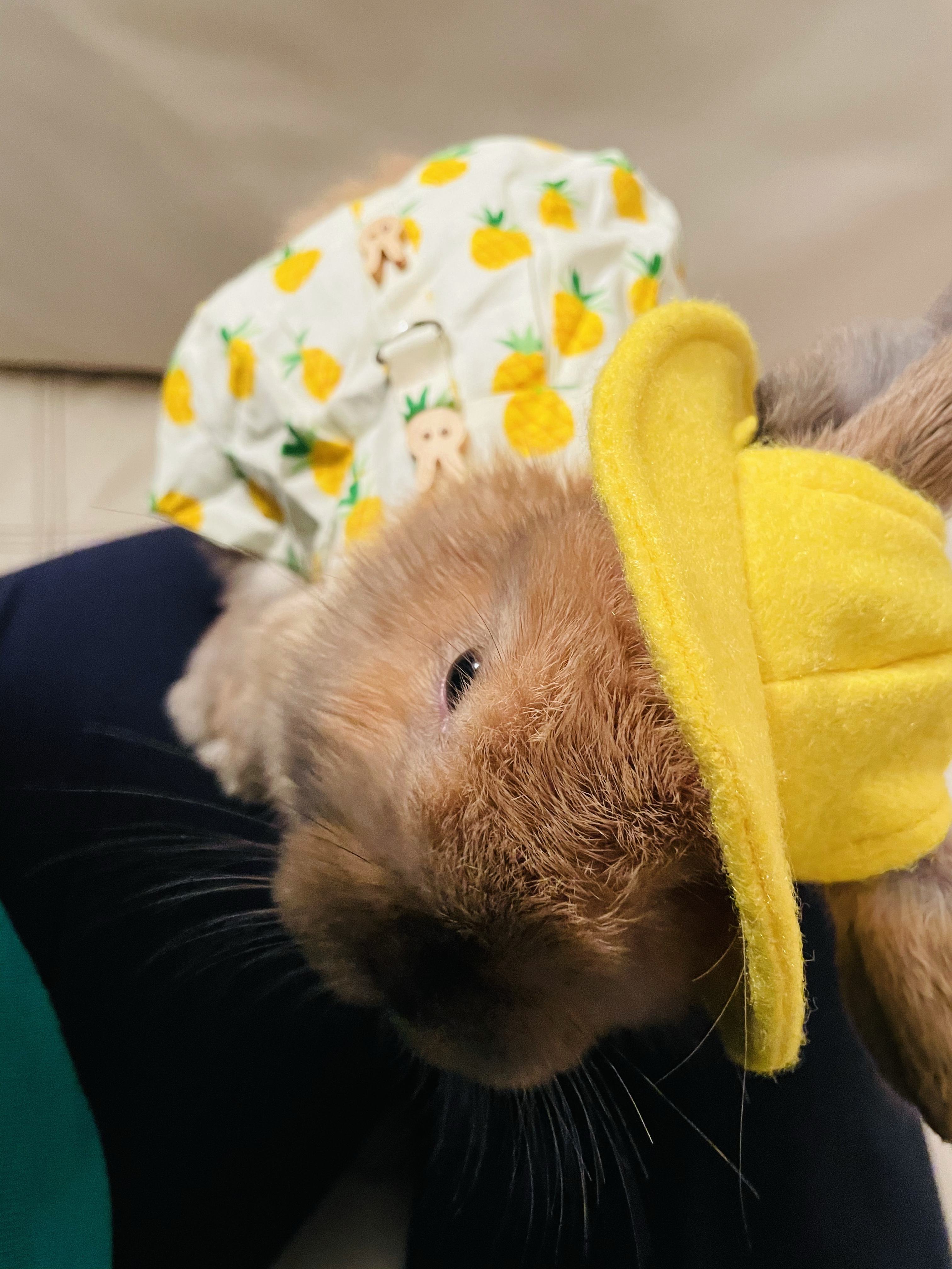 Cuddlebuns Testimonials – Cuddly Buns