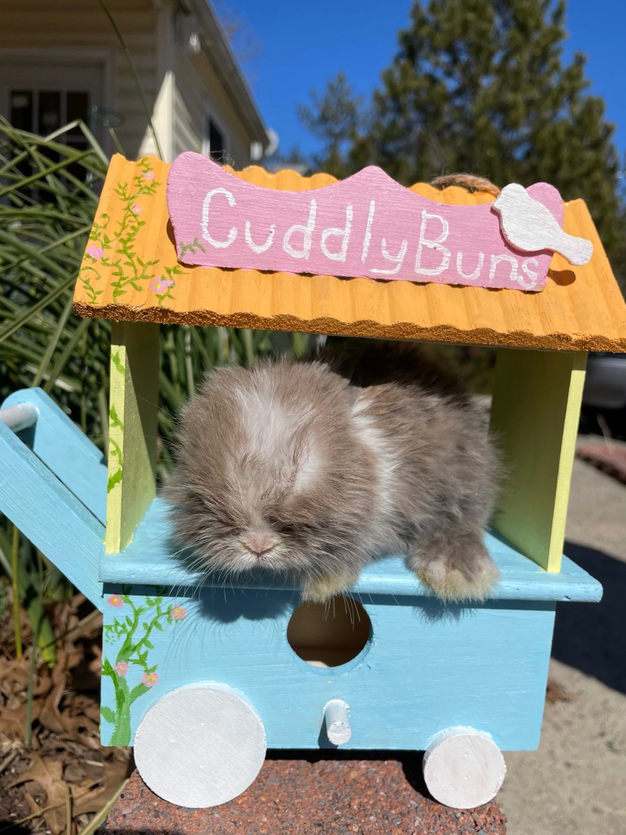 Roomba A Lil&nbsp;Miracle