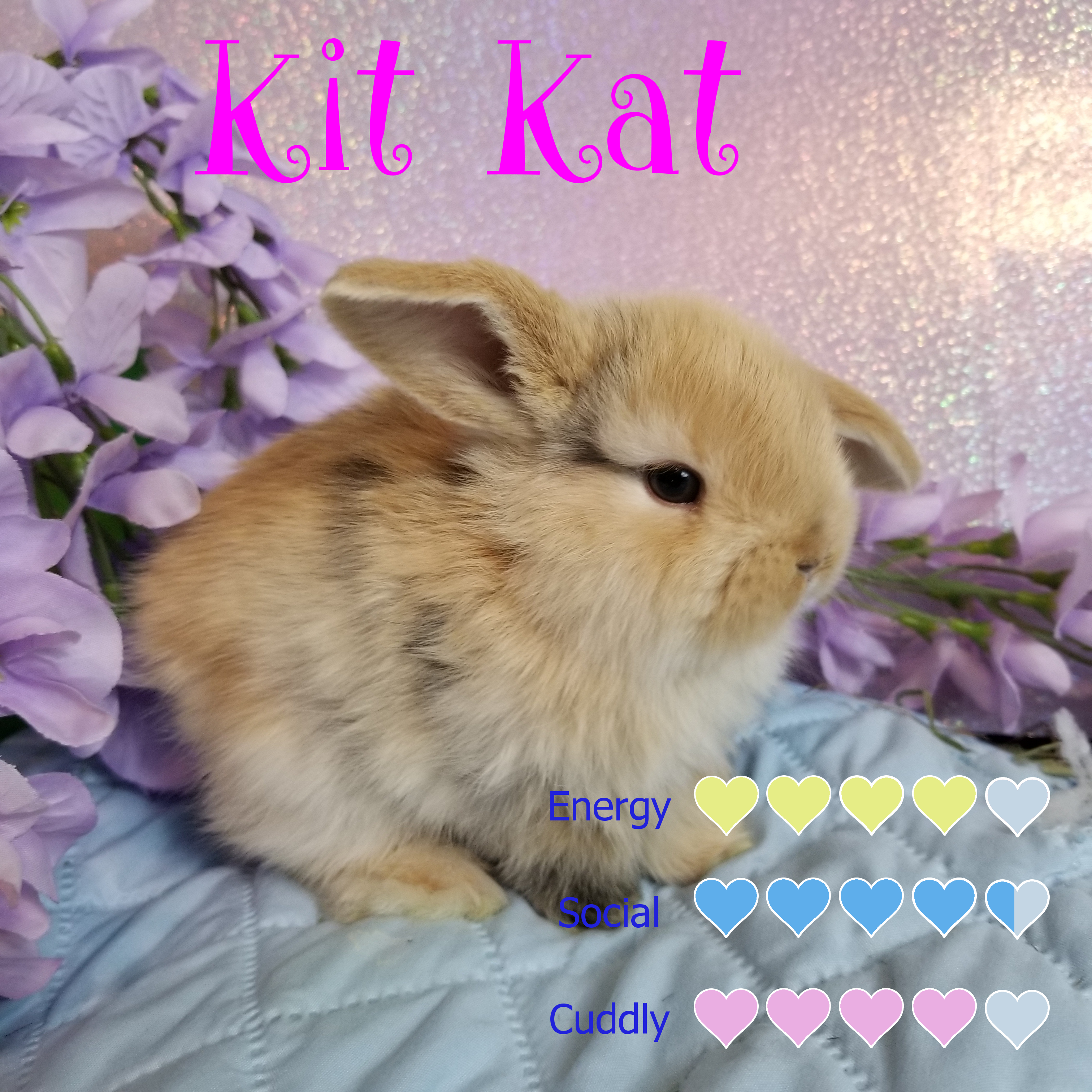Kit Kat – Cuddly Buns