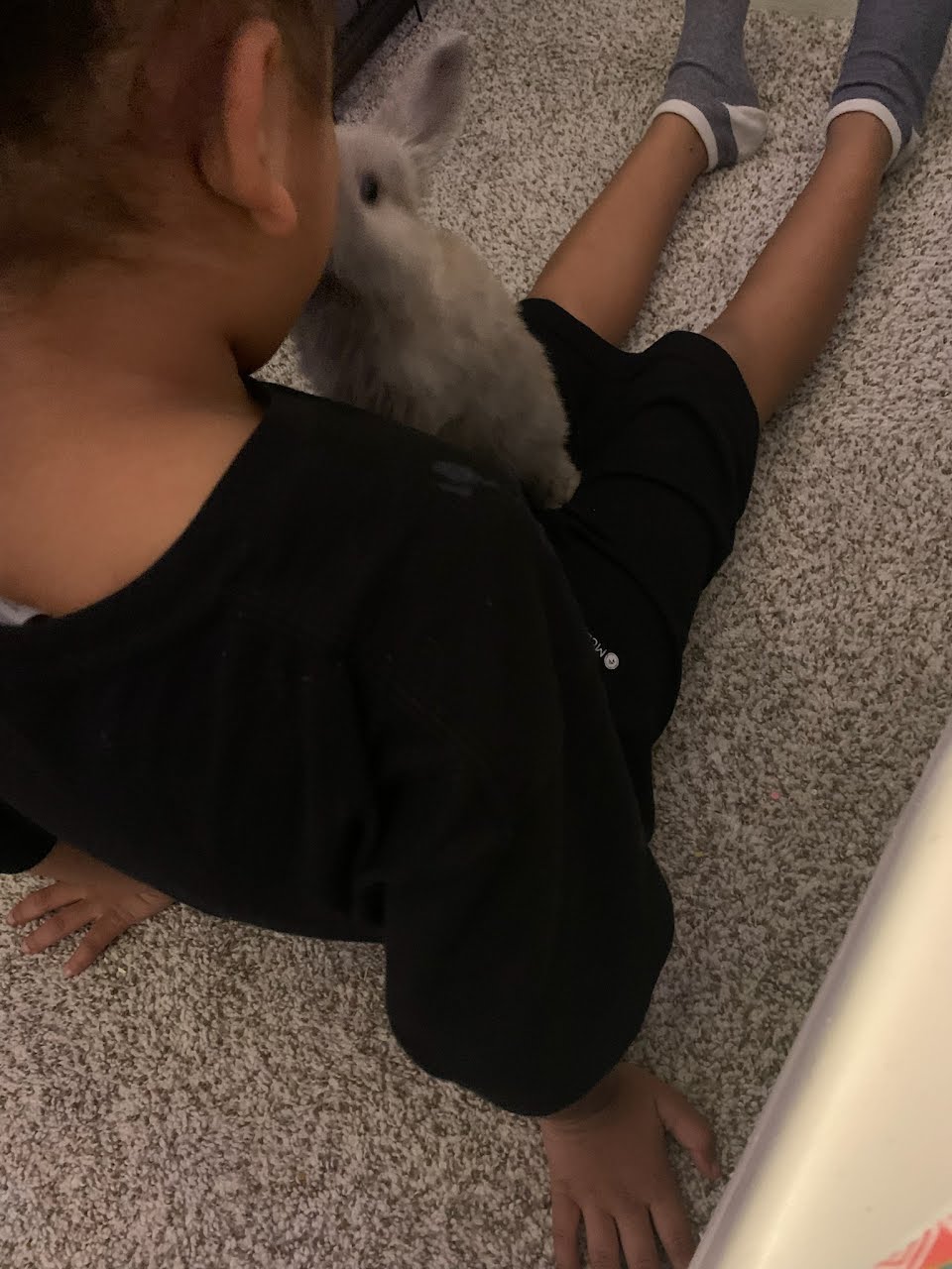 Cuddlebuns Testimonials – Cuddly Buns