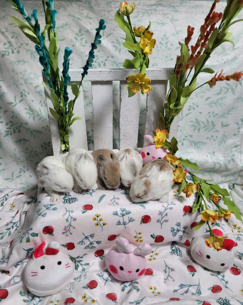 IN THE HIDEY-HOLE: CUDDLY BUNS BLOG